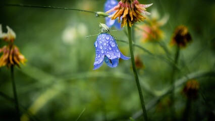 Blue flower in bloom with water droplets on it against blur background