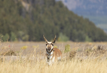 Pronghorn Buck in Grand Teton National Park Wyoming in Autumn