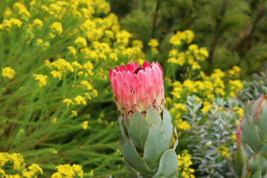Protea in the wild