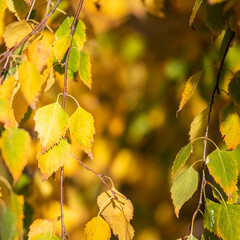 Autumn leaves background. Yellow birch leaves