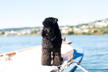 Perro Kerry Blue Barco