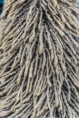 Espalda Perro de Aguas