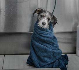 Cachorro con toalla en la bañera