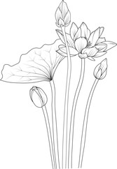 hand-drawn sketch of lotus flowers bouquet vector illustration engraved ink art botanical leaf branch collection isolated on white background coloring page and books.
