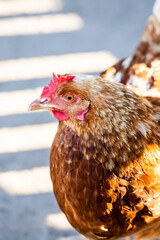 Chicken portrait, view.