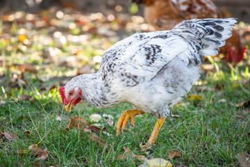 Home poultry farm in natural conditions. Hen on the farm. Livestock. Chicken with white feathers