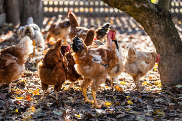 Home poultry farm in natural conditions. Hen on the farm. Livestock