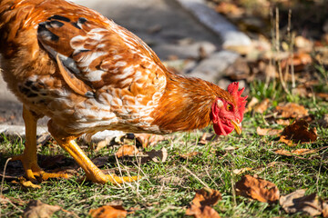 Domestic chicken eats grass. Rooster with red feathers.  Home poultry farm in natural conditions.