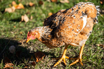 Domestic chicken eats grass. Home poultry farm in natural conditions.  Hen on the farm. Livestock