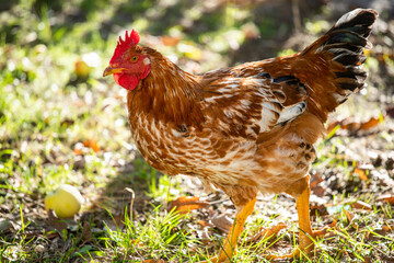Domestic chicken eats grass. Rooster with red feathers.  Home poultry farm in natural conditions.
