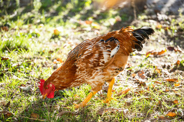 Domestic chicken eats grass. Rooster with red feathers.  Home poultry farm in natural conditions.