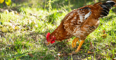 Domestic chicken eats grass. Rooster with red feathers.  Home poultry farm in natural conditions.