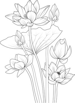 Bouquet of lotus, water lilies flower hand drawn pencil sketch coloring page and book for adults isolated on white background floral element illustration ink art.

