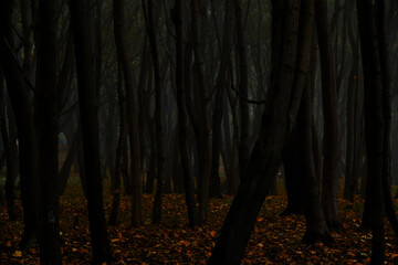 Dark silhouettes trees gloomy autumn forest.