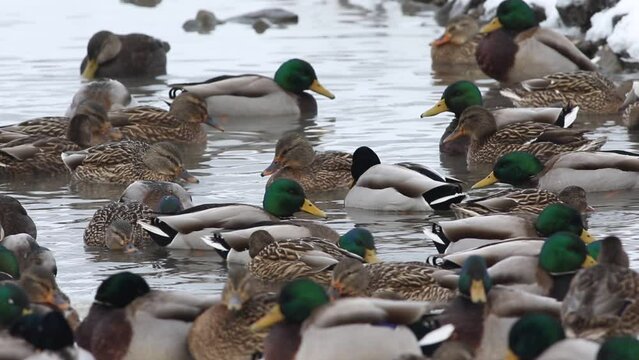 canard colvert sur un lac