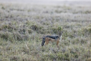 Obraz na płótnie Canvas Jackal standing in the grass in Lewa Conservancy, Kenya and looking at the camera