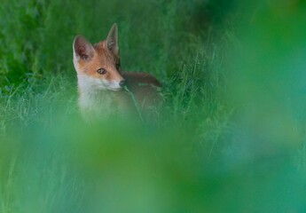 Sakhalin fox through grass fields in