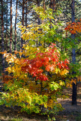 Autumn oak leaves. Red and green leaves in the forest