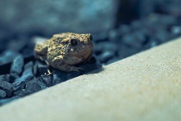 Closeup shot of a common toad (Bufo bufo) on black pebbles