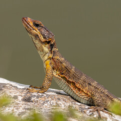 Cordylus lizard