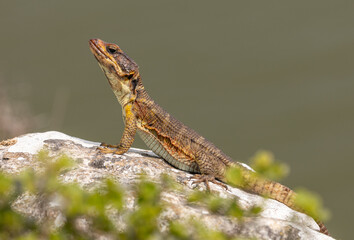 Cordylus lizard