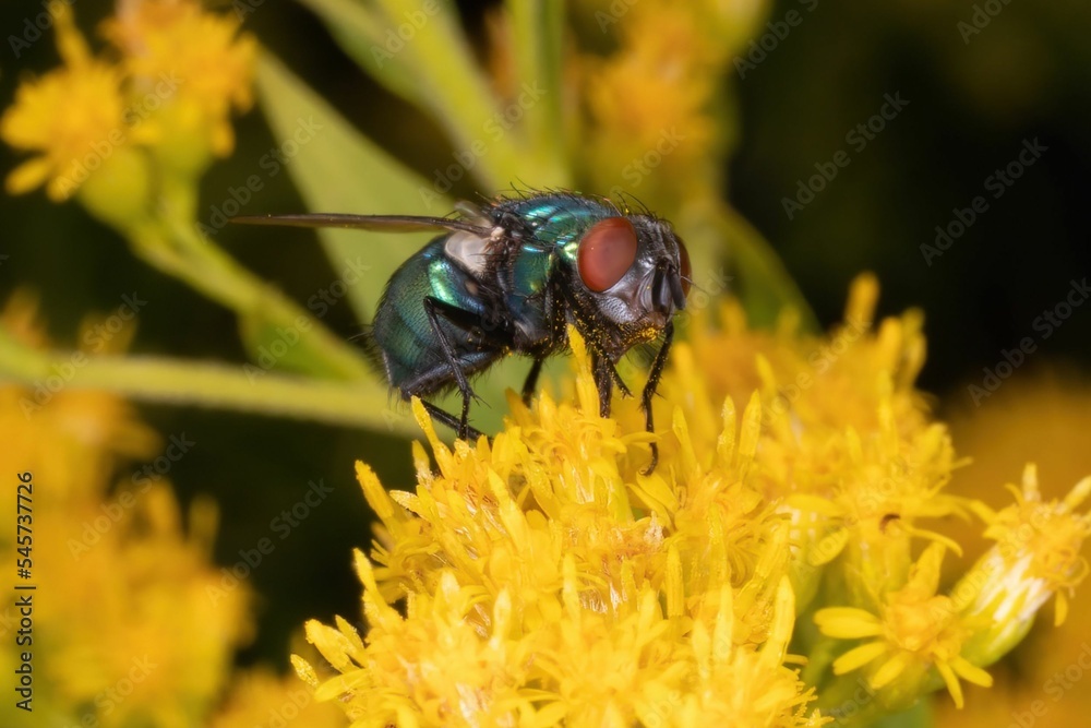 Sticker closeup of a fly on a golden rod flower