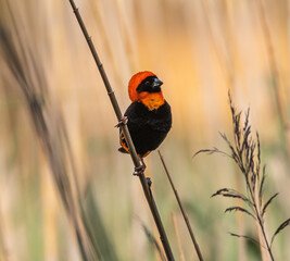 Southern red bishop