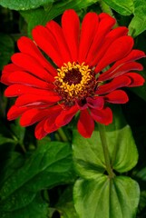 Closeup of red Zinnia elegans flower with green leaves