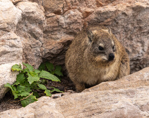 rockhyrax