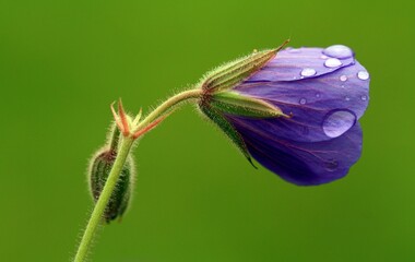 Closeup of a closed meadow crane's-bill with water drops on the blurred background with a copy space