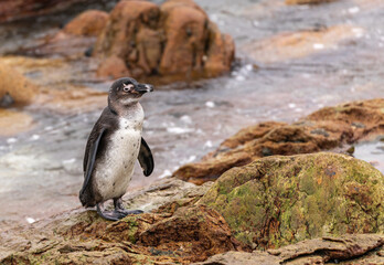 Obraz premium African penguin