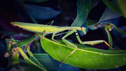 European Mantis insect on a green leave in the bush