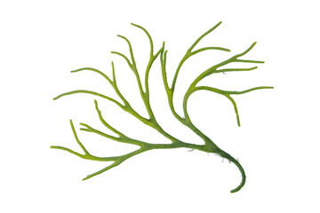 Fototapeta Codium tomentosum or velvet horn or spongeweed green alga branch isolated transparent png. obraz