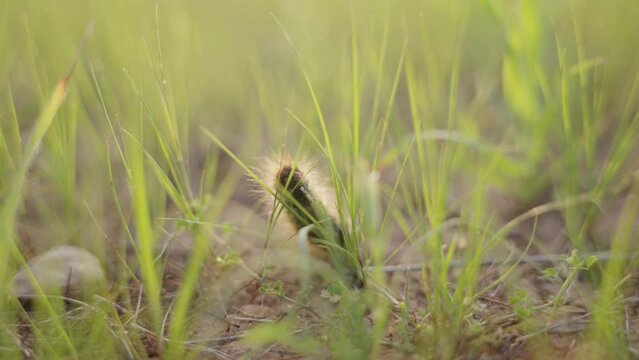 Small furry caterpillar eating a long grass leaf during sunset or sunrise. Close up on caterpillar munching a flower or grass stem in green meadow during warm day in spring