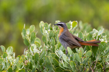 Cape Robin Chat