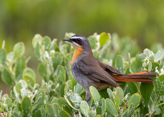 Cape Robin Chat