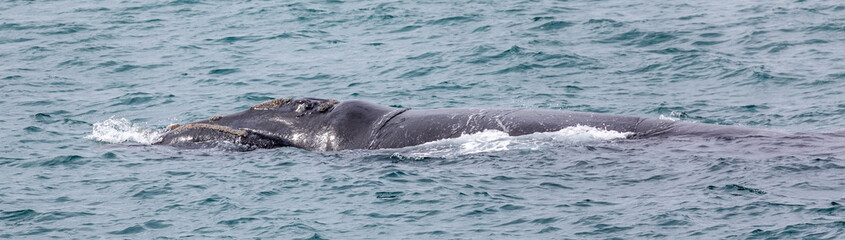 Southern Right whale