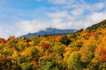 Fototapeta premium Scenic view of colorful forest trees in the autumn season with clouds in the sky