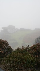 Vertical shot of grass with fog in background