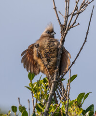 Mousebird