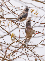  white-backed mousebird