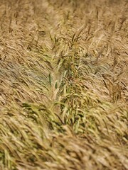 Vertical shot of growing wild wheat on a rural field