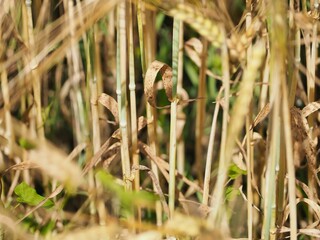 Closeup shot of details on wild wheat growing on a rural field