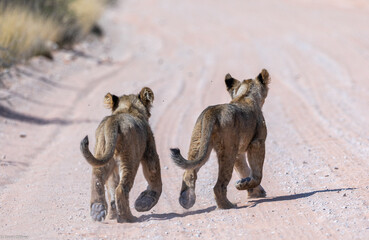 Lion cubs