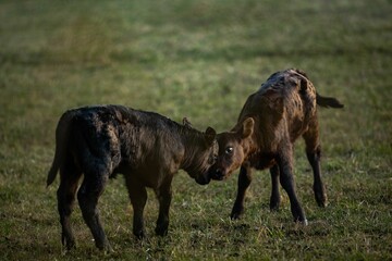 Young calves playing on a field