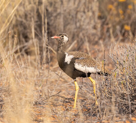 northern black korhaan