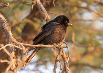 fork-tailed drongo