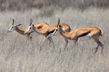 springbok