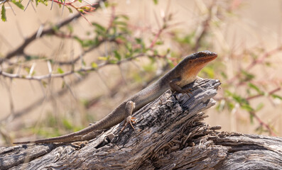 Red-throated lizard