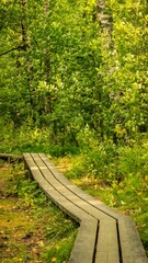 Vertical of a wooden walking trail in a park surrounded by green vegetation